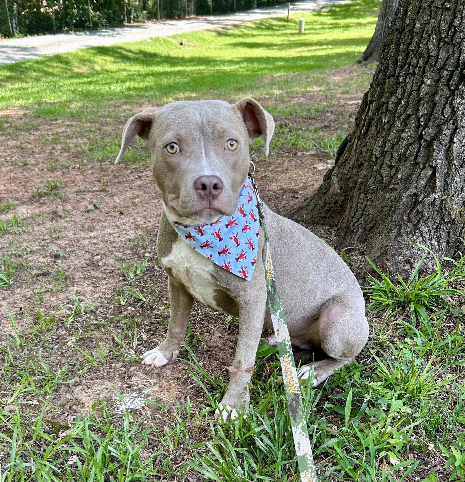 Enlarge Azriel, a Adoptable Pit Bull Terrier in Sanford, NC image 3/3