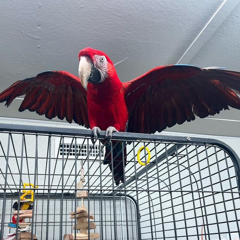 Lucy (Lu-Lu), Adult Female unknown