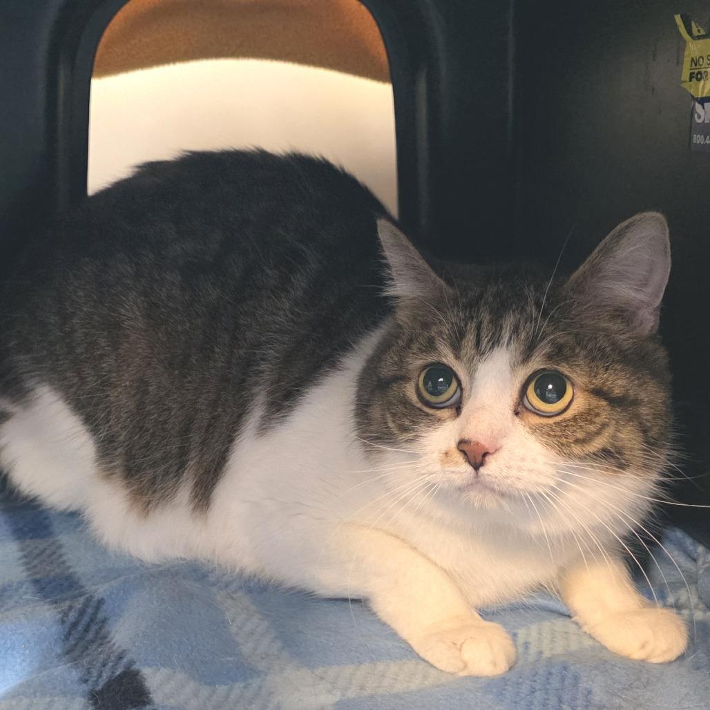 Maximus Decimus Meridius, Adoptable, Adult Male Domestic Short Hair.