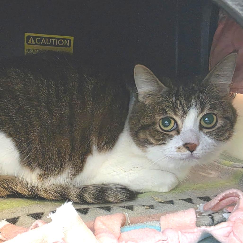 Maximus Decimus Meridius, a Adoptable Domestic Short Hair in Fort Wayne, IN image 2/6