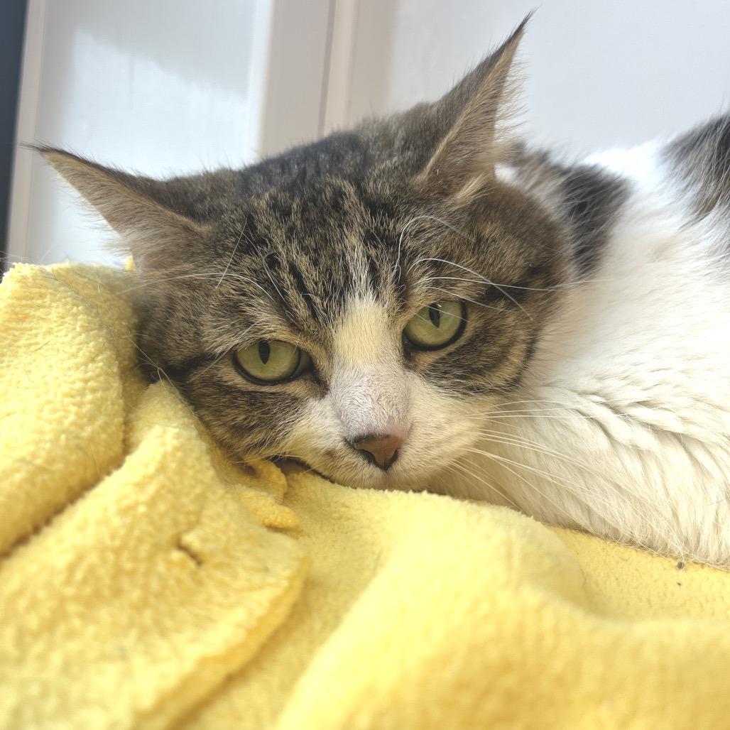 Maximus Decimus Meridius, a Adoptable Domestic Short Hair in Fort Wayne, IN image 3/6