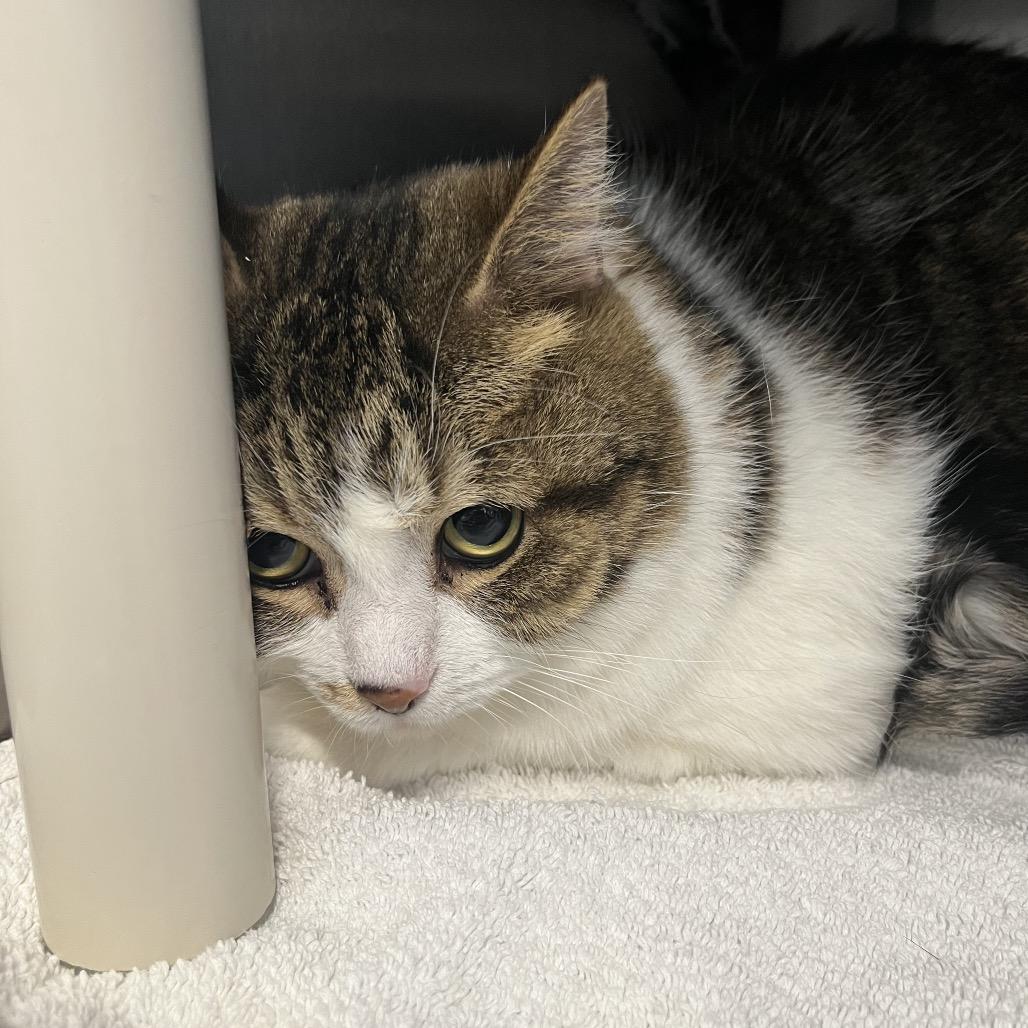Maximus Decimus Meridius, a Adoptable Domestic Short Hair in Fort Wayne, IN image 4/6
