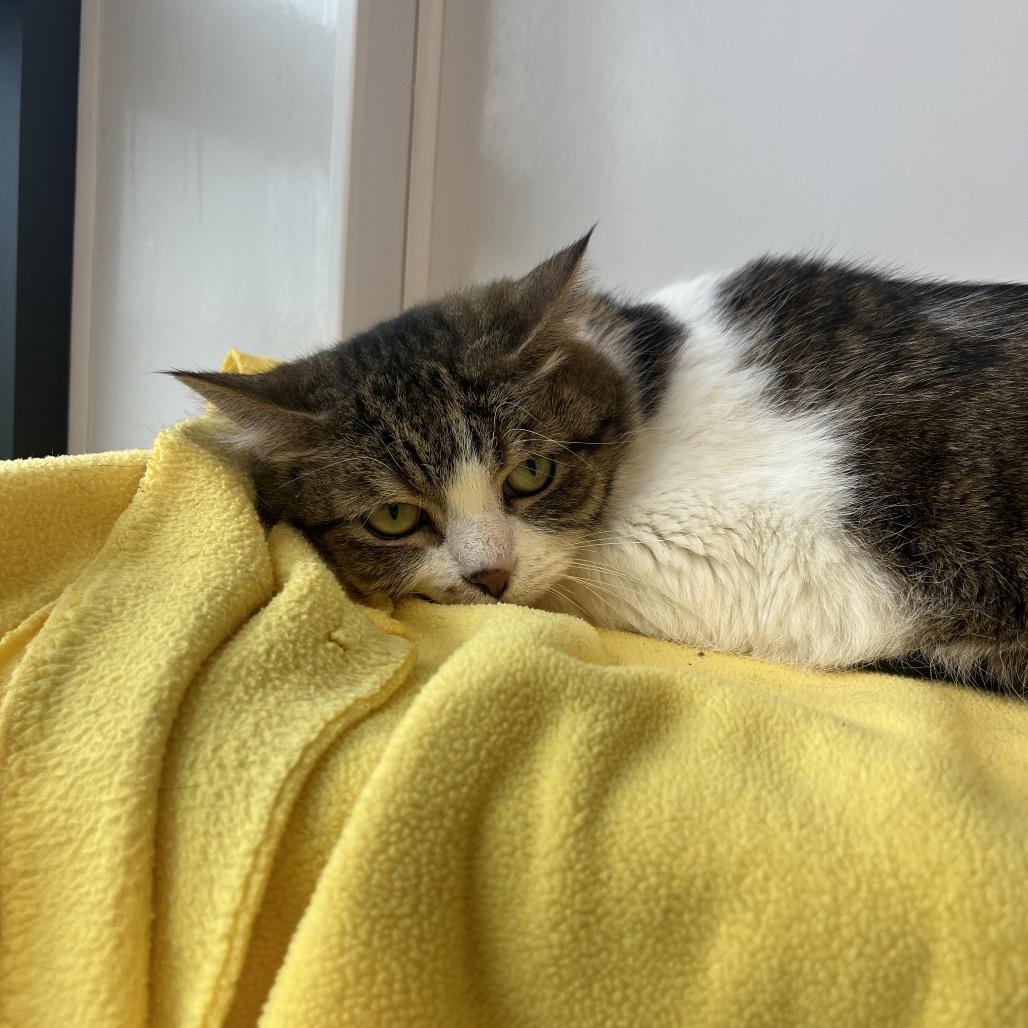 Maximus Decimus Meridius, a Adoptable Domestic Short Hair in Fort Wayne, IN image 5/6