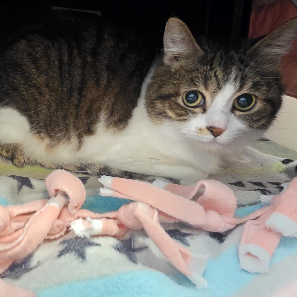 Maximus Decimus Meridius, a Adoptable Domestic Short Hair in Fort Wayne, IN image 6/6