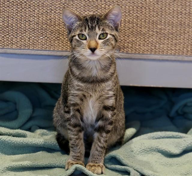Enlarge FEEBEE, a Adoptable Domestic Short Hair in San Luis Obispo, CA image 1/1