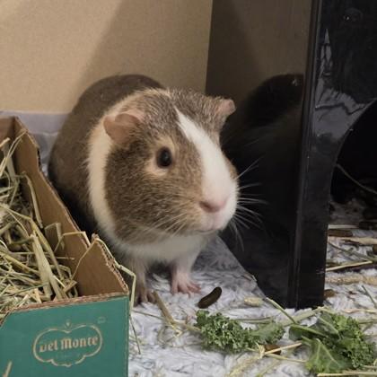 Enlarge Charlie (bonded w/Timmy), a Adoptable Guinea Pig in Voorhees, NJ image 1/3