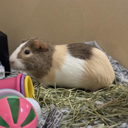 Enlarge Charlie (bonded w/Timmy), a Adoptable Guinea Pig in Voorhees, NJ image 2/3