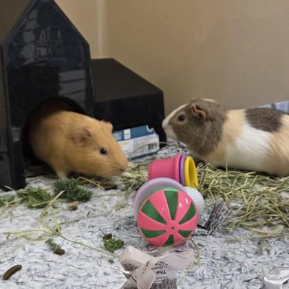 Enlarge Charlie (bonded w/Timmy), a Adoptable Guinea Pig in Voorhees, NJ image 3/3