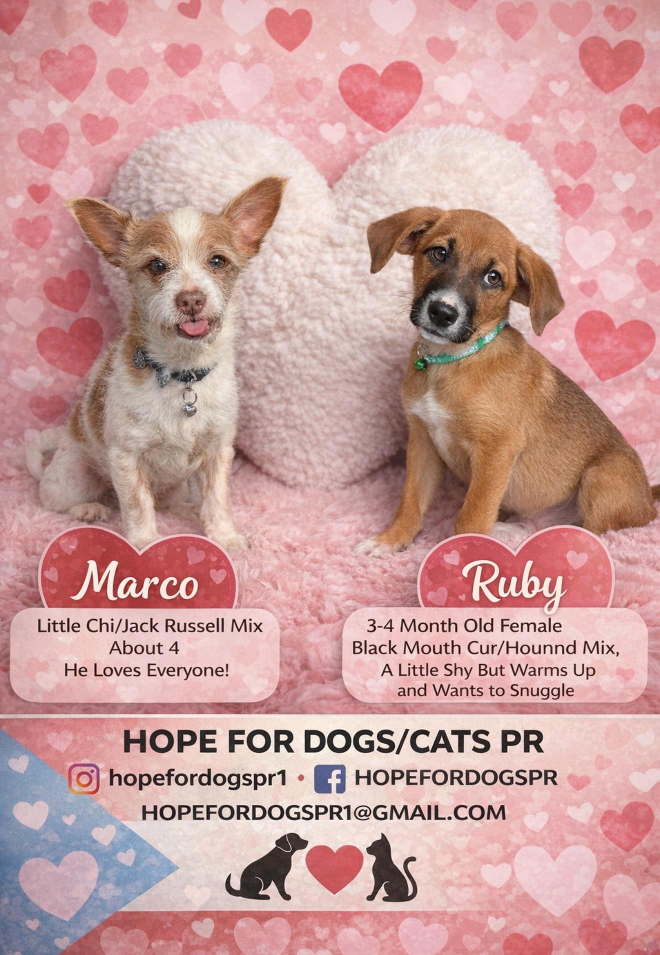 Enlarge Ruby, a ADOPTABLE mixed breed in Danbury, CT image 4/4