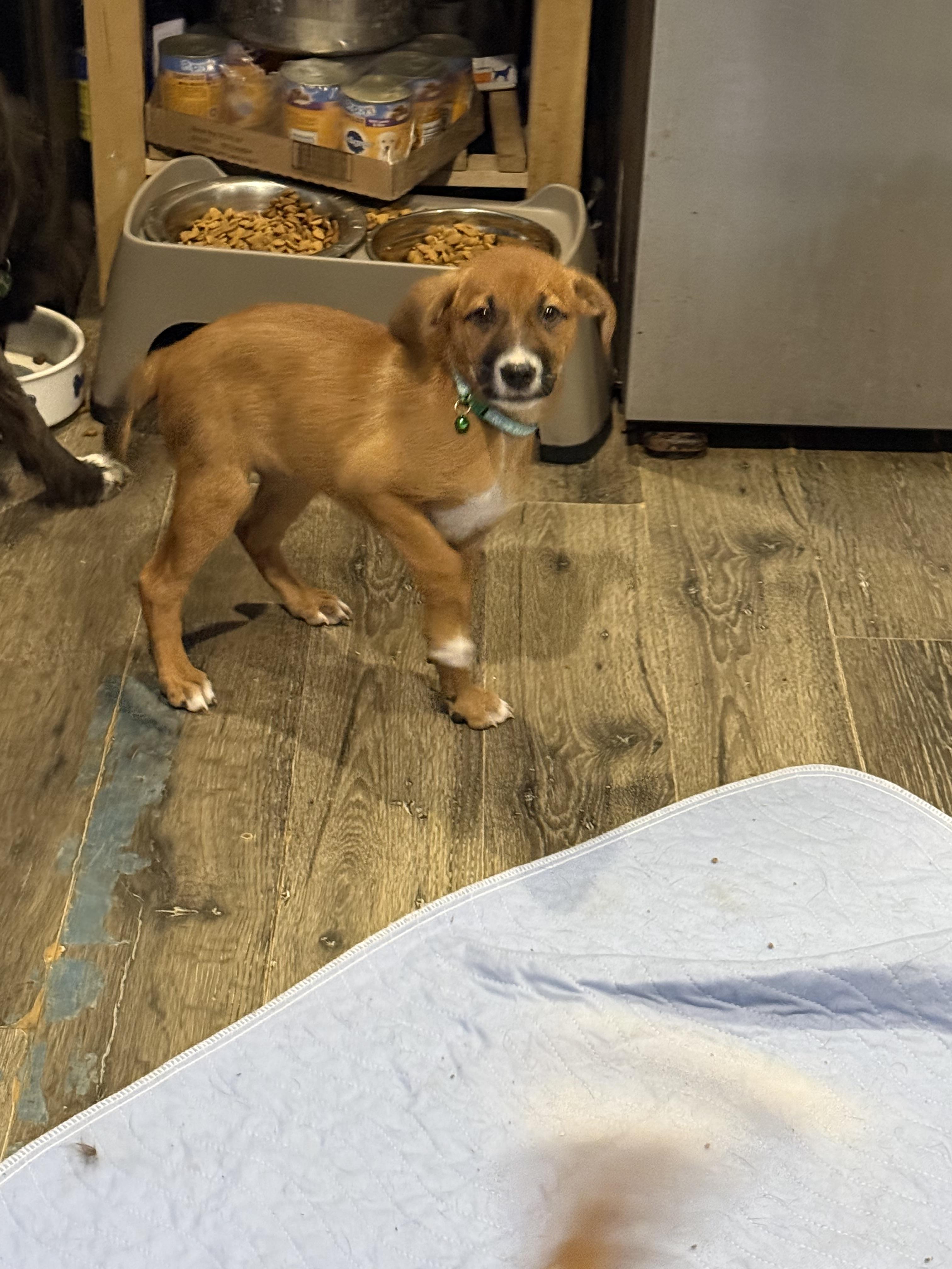 Enlarge Ruby, a ADOPTABLE mixed breed in Danbury, CT image 3/4