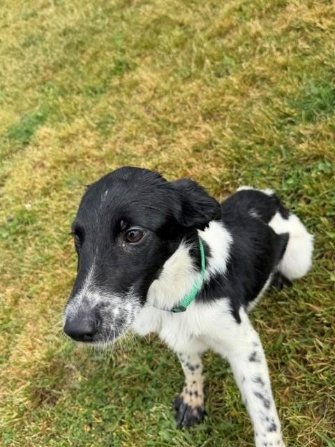 Lord, an adopted mixed breed in Augusta, WV image 1/3
