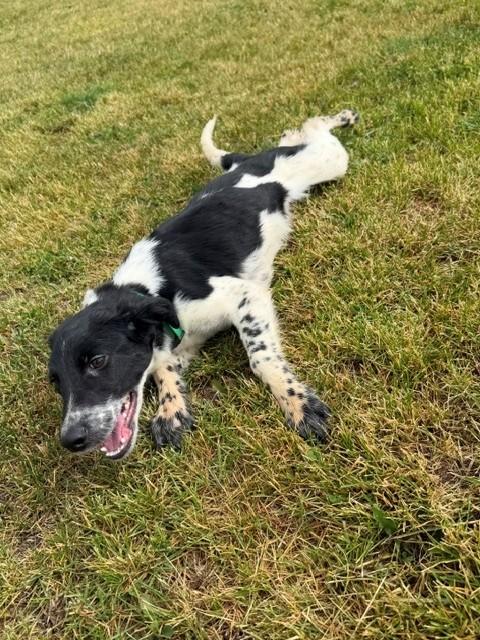 Lord, an adopted mixed breed in Augusta, WV image 2/3