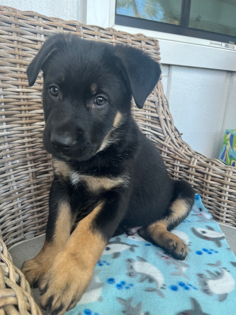 WYATT, a Adoptable German Shepherd Dog in San Marcos, CA image 2/6