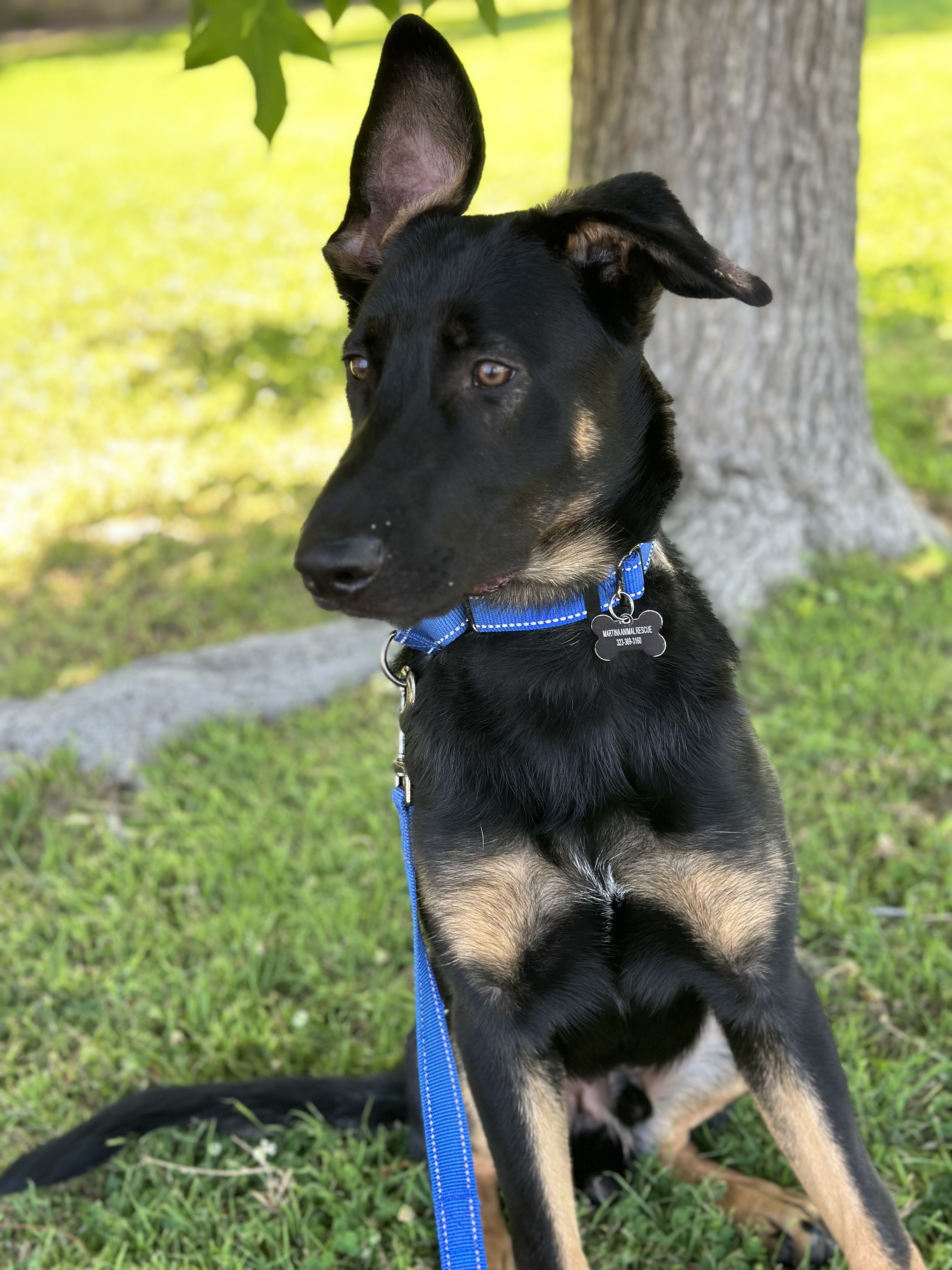 WYATT, a Adoptable German Shepherd Dog in San Marcos, CA image 5/6
