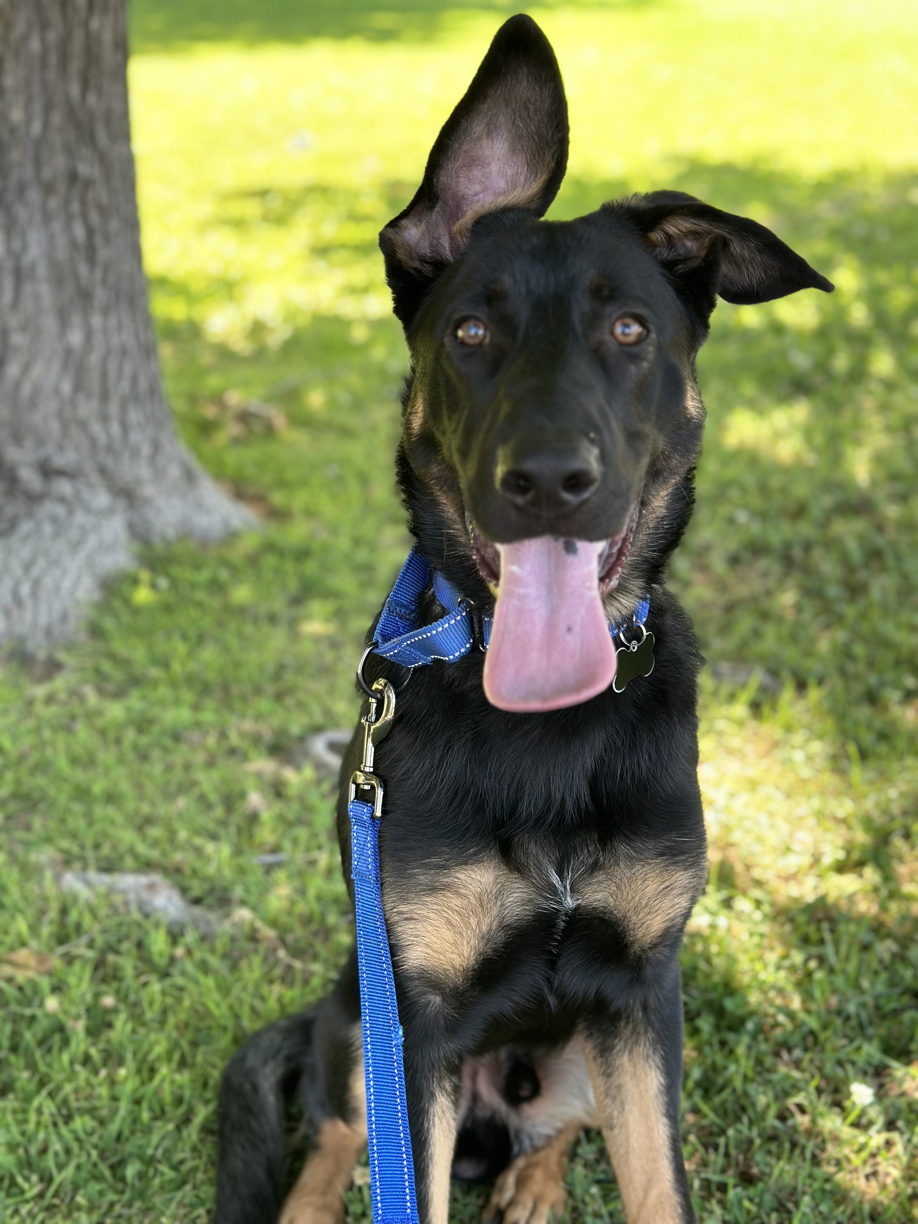 WYATT, Adoptable, Puppy Male German Shepherd Dog.
