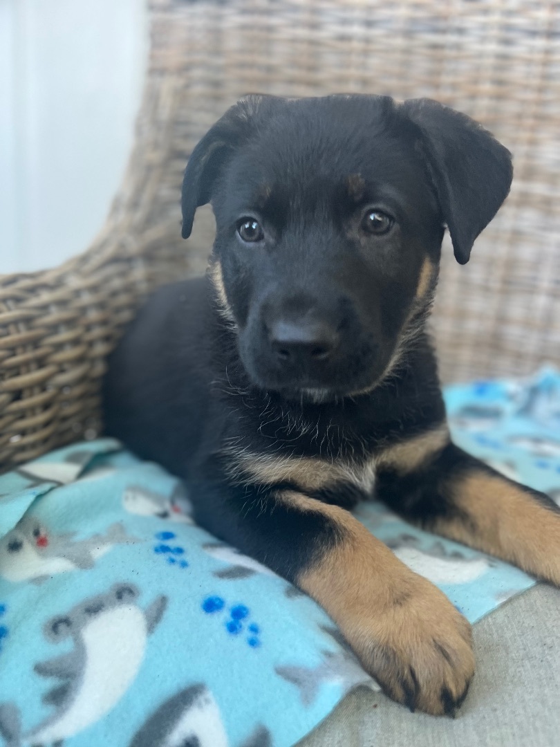 WYATT, a Adoptable German Shepherd Dog in San Marcos, CA image 3/6