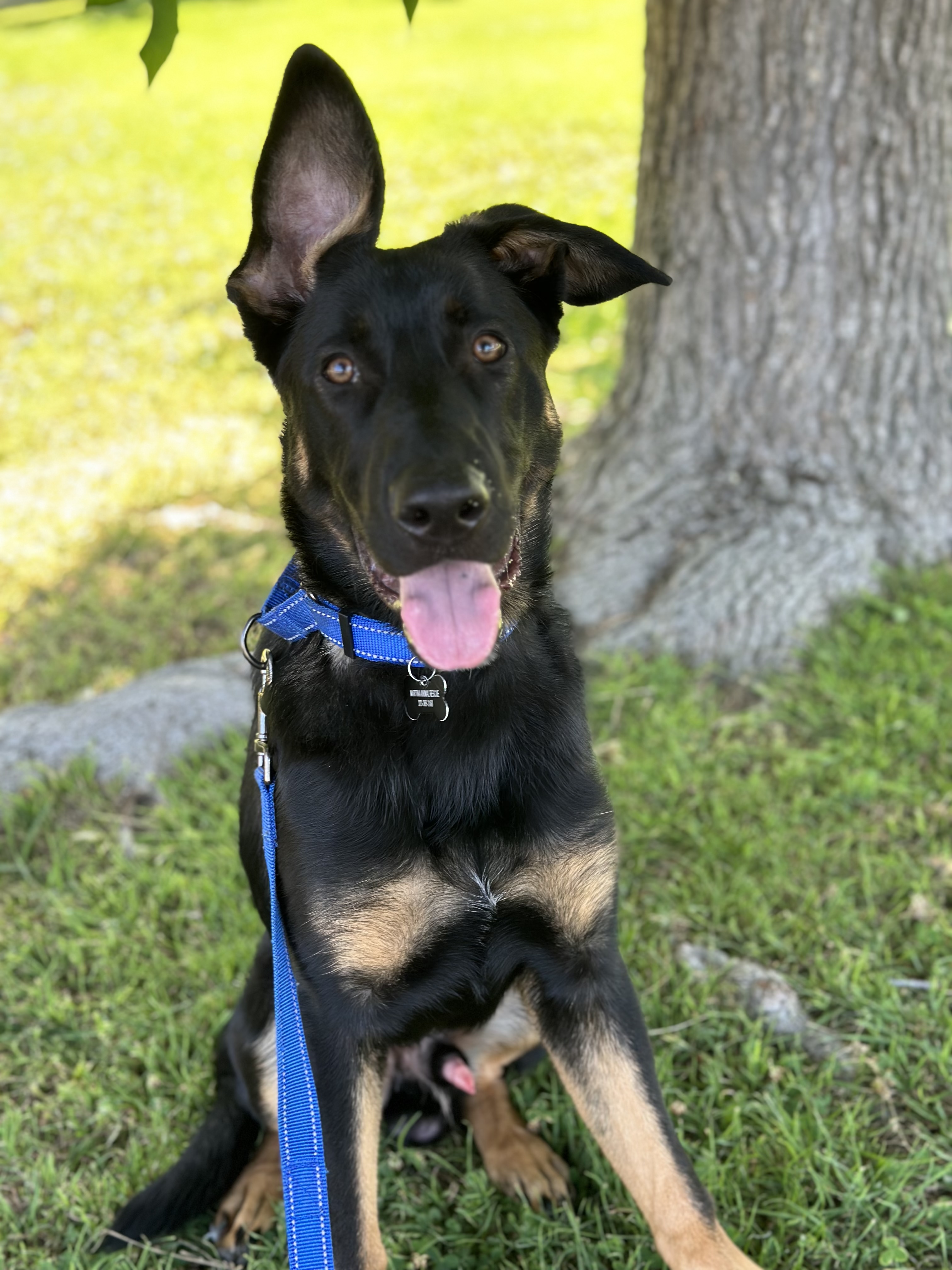 WYATT, a Adoptable German Shepherd Dog in San Marcos, CA image 6/6