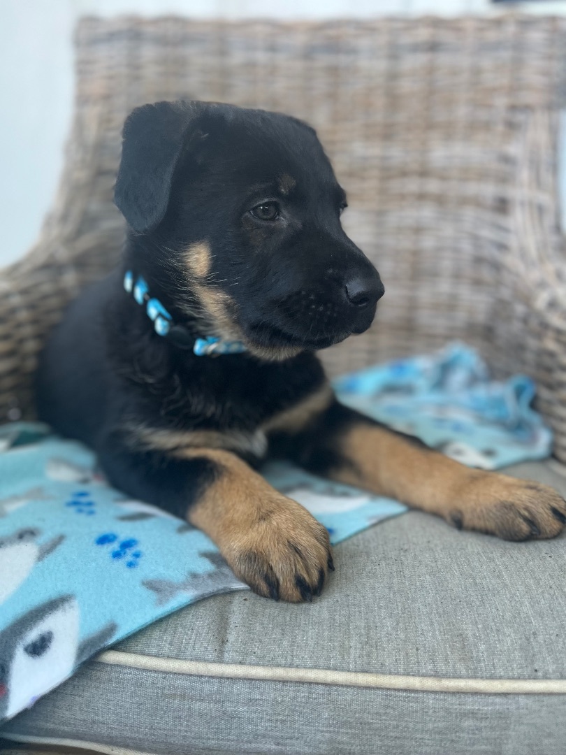 WYATT, a Adoptable German Shepherd Dog in San Marcos, CA image 4/6