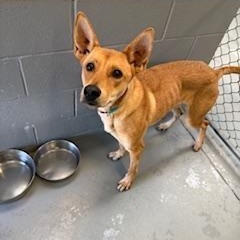 ELLIE, Adoptable, Adult Female Shepherd & Mixed Breed.