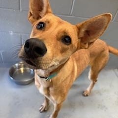 Enlarge ELLIE, a Adoptable mixed breed in Columbus, MS image 2/4