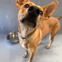 Enlarge ELLIE, a Adoptable mixed breed in Columbus, MS image 3/4