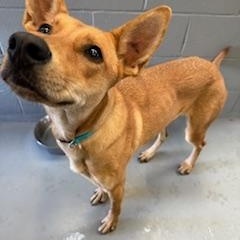 Enlarge ELLIE, a Adoptable mixed breed in Columbus, MS image 4/4