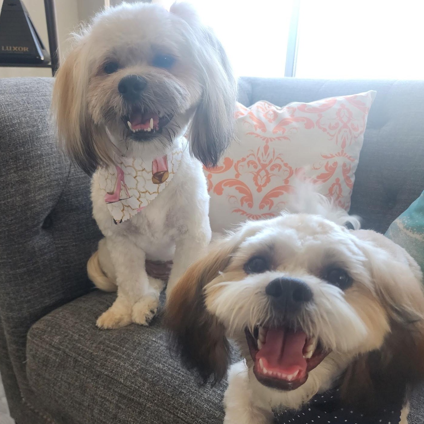 Enlarge Mr. Handsome Jackson & Ms. Beautiful Roxy (Bonded), a Adoptable mixed breed in Ridgefield, WA image 2/6