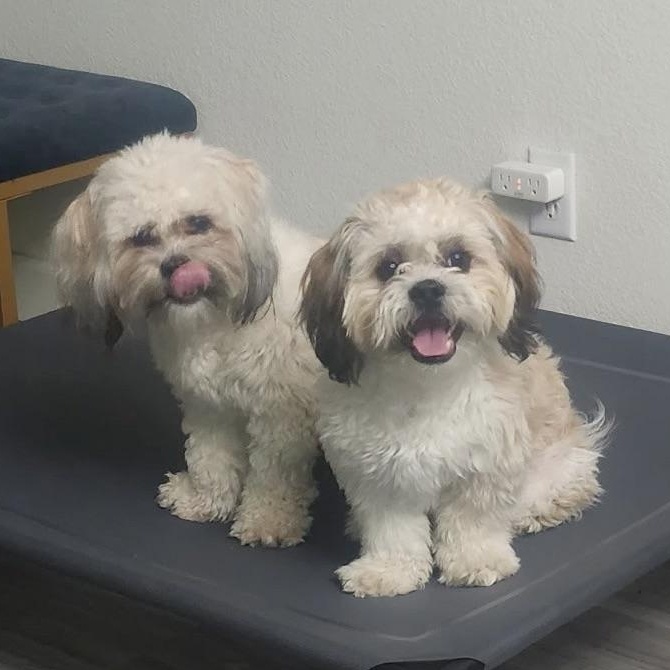 Enlarge Mr. Handsome Jackson & Ms. Beautiful Roxy (Bonded), a Adoptable mixed breed in Ridgefield, WA image 1/6