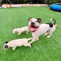Daisy, Adoptable, Adult Female Pit Bull Terrier.