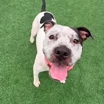 Enlarge Daisy, a Adoptable Pit Bull Terrier in Brockton, MA image 2/3