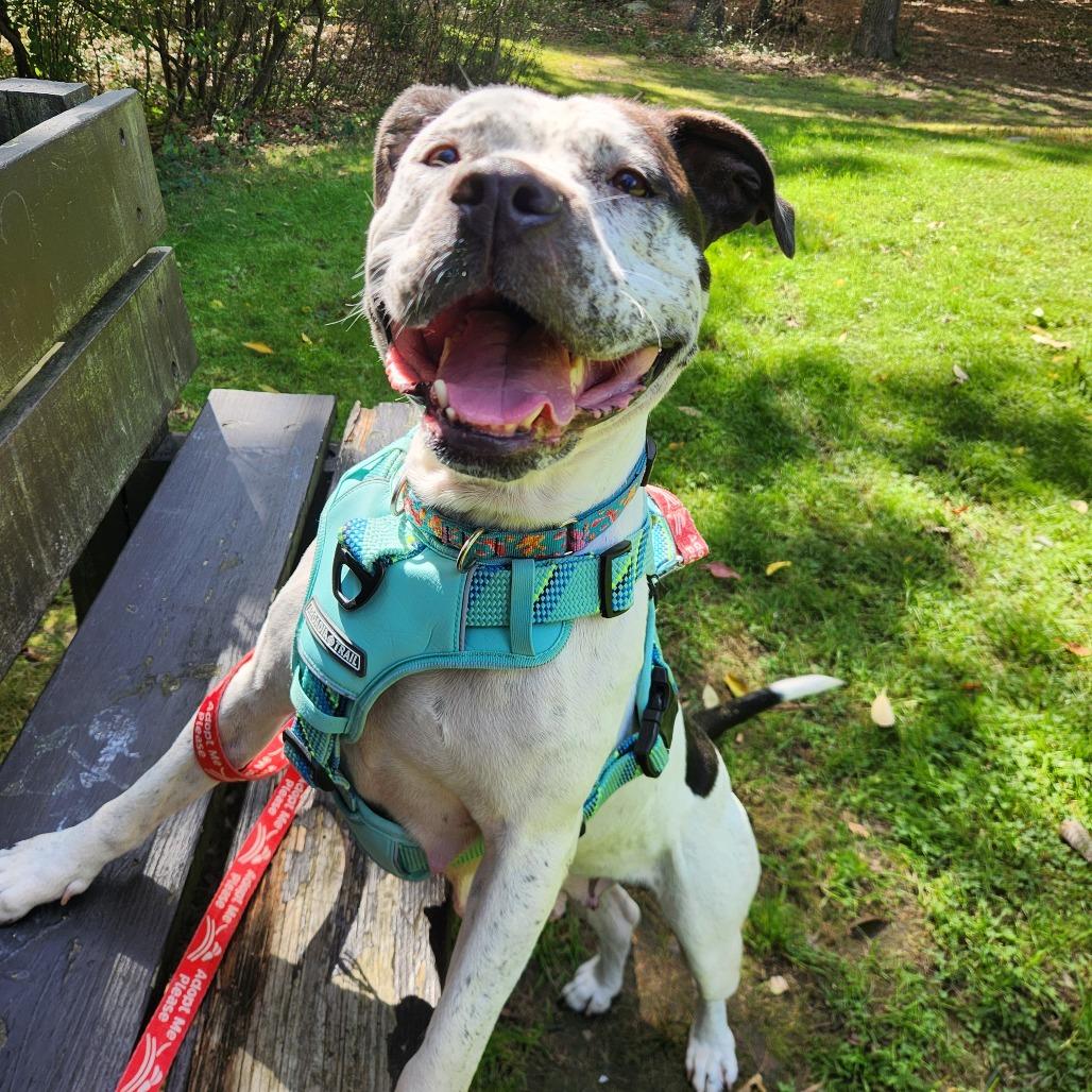 Enlarge Daisy, a Adoptable Pit Bull Terrier in Brockton, MA image 3/6