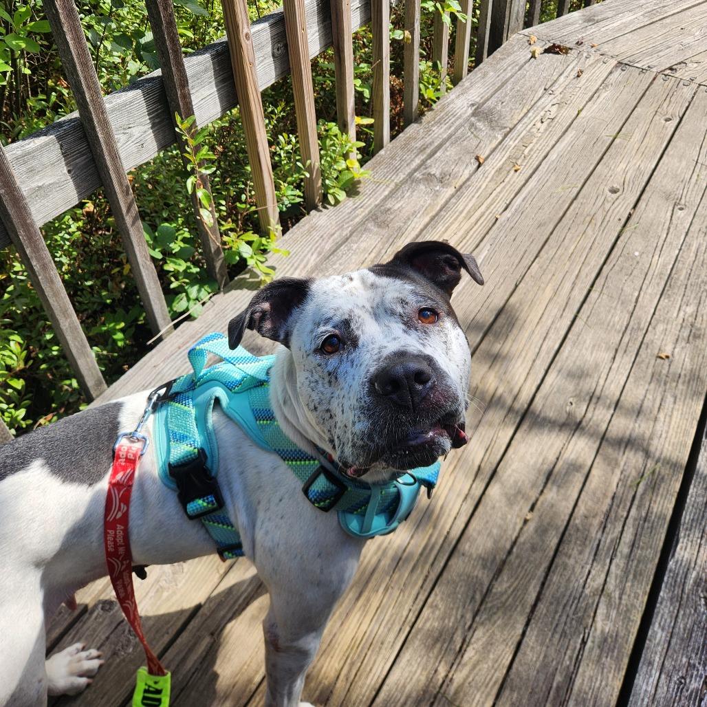Enlarge Daisy, a Adoptable Pit Bull Terrier in Brockton, MA image 4/6