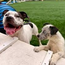 Enlarge Daisy, a Adoptable Pit Bull Terrier in Brockton, MA image 3/3