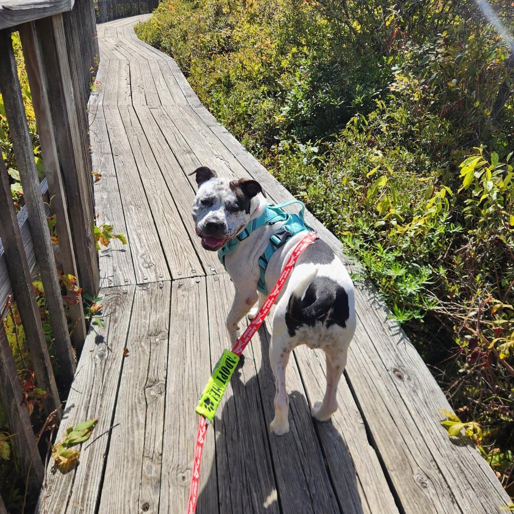 Enlarge Daisy, a Adoptable Pit Bull Terrier in Brockton, MA image 6/6