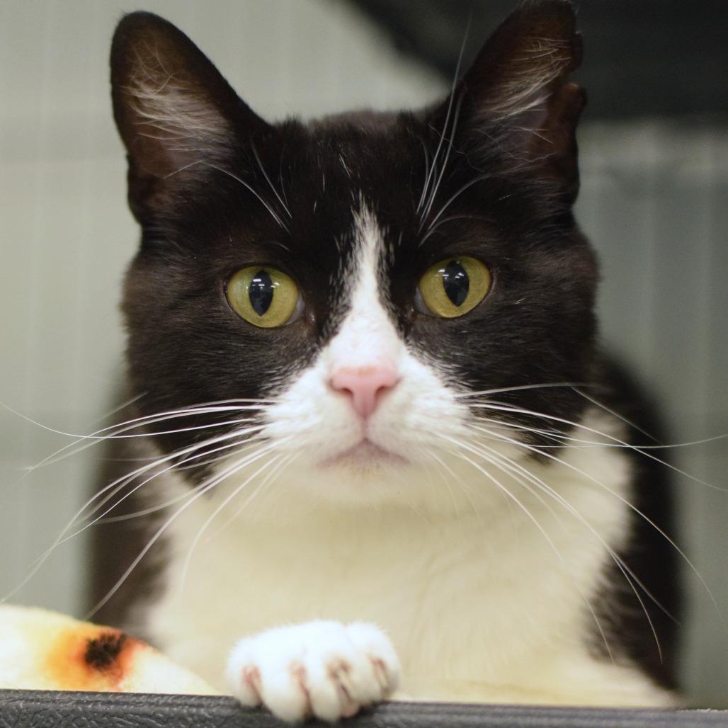 Kiki, a Adoptable Domestic Short Hair in Belleville, IL image 1/6