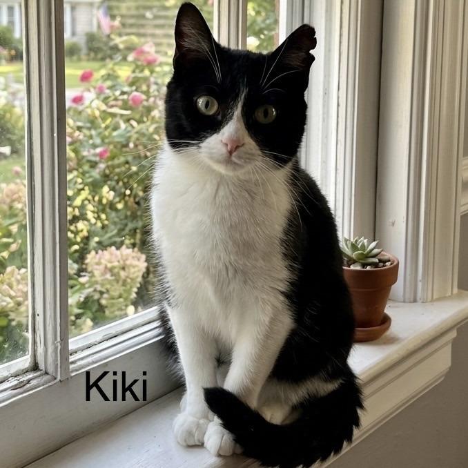 Enlarge Kiki, a Adoptable Domestic Short Hair in Belleville, IL image 1/3