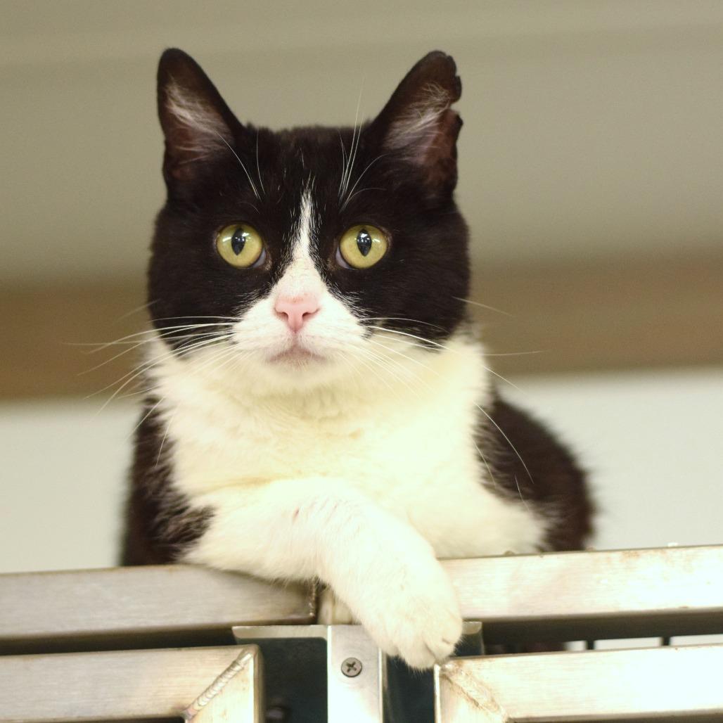 Kiki, a Adoptable Domestic Short Hair in Belleville, IL image 3/6