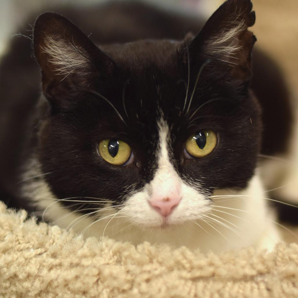 Enlarge Kiki, a Adoptable Domestic Short Hair in Belleville, IL image 2/3
