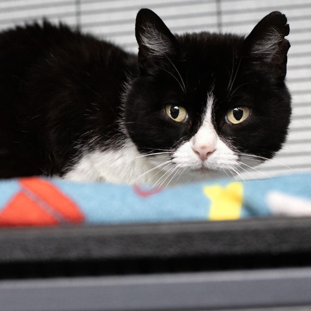 Enlarge Kiki, a Adoptable Domestic Short Hair in Belleville, IL image 3/3