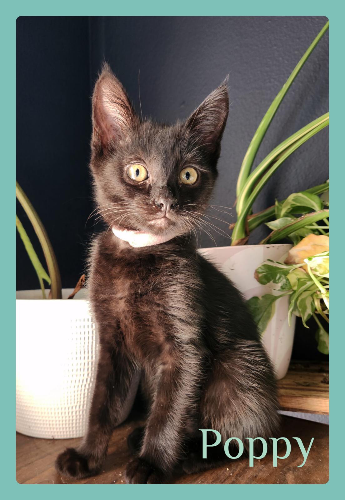 POPPY, ADOPTABLE, Kitten Female Tabby.