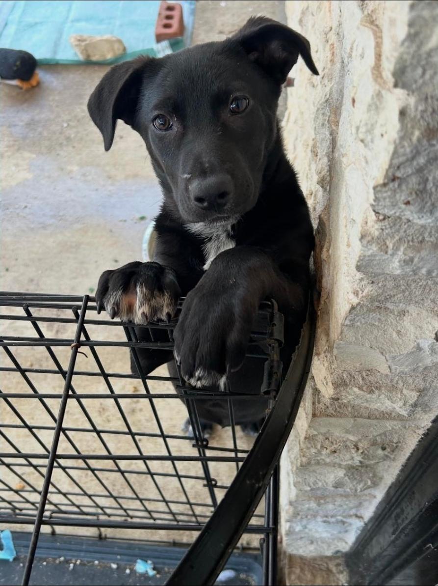 Enlarge Bessie Coleman, an adopted mixed breed in Sterling Heights, MI image 2/5