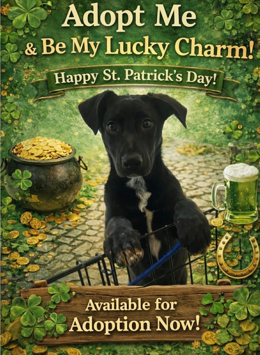 Enlarge Bessie Coleman, an adopted mixed breed in Sterling Heights, MI image 1/5