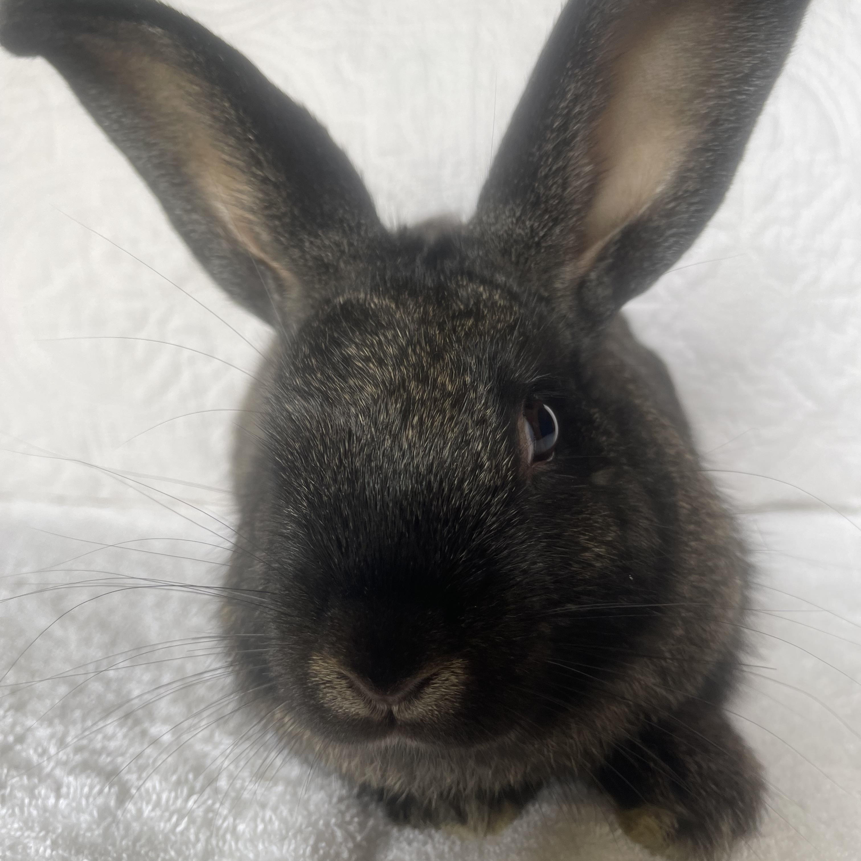 Enlarge Kovu, a ADOPTABLE Bunny Rabbit in Birmingham, AL image 2/3