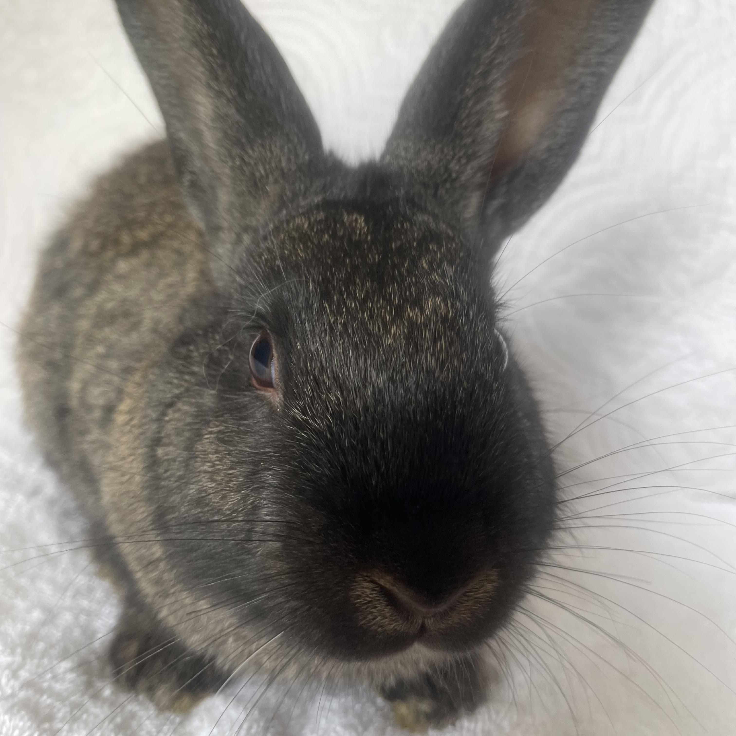 Kovu, ADOPTABLE, Young Male Bunny Rabbit.