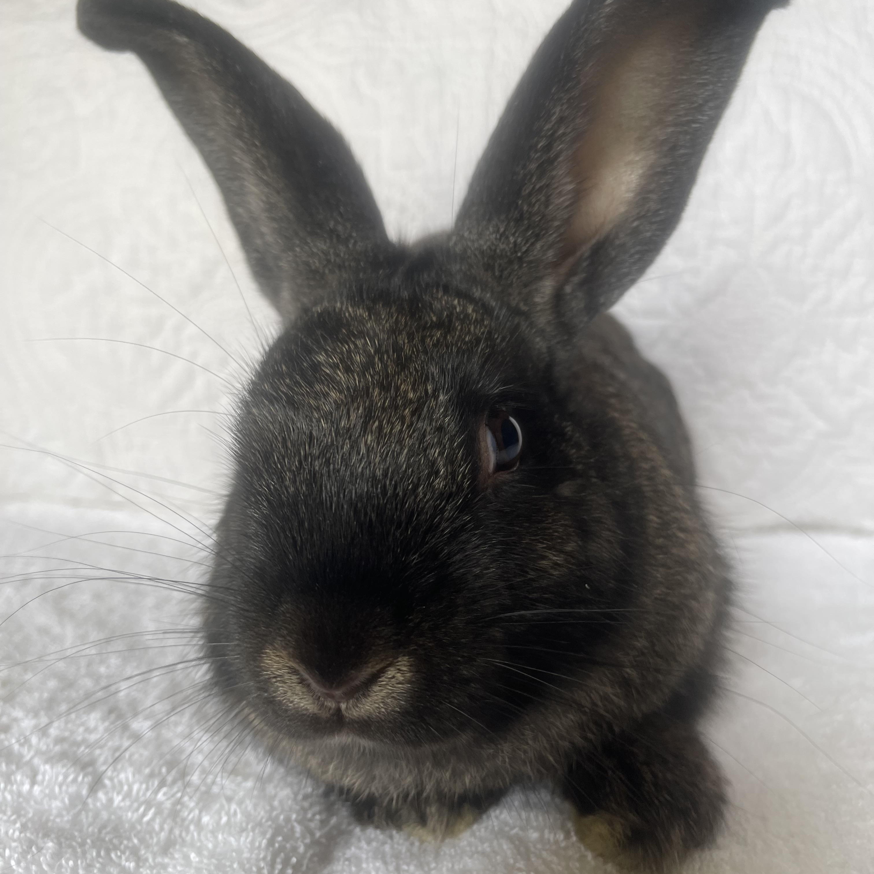 Enlarge Kovu, a ADOPTABLE Bunny Rabbit in Birmingham, AL image 3/3
