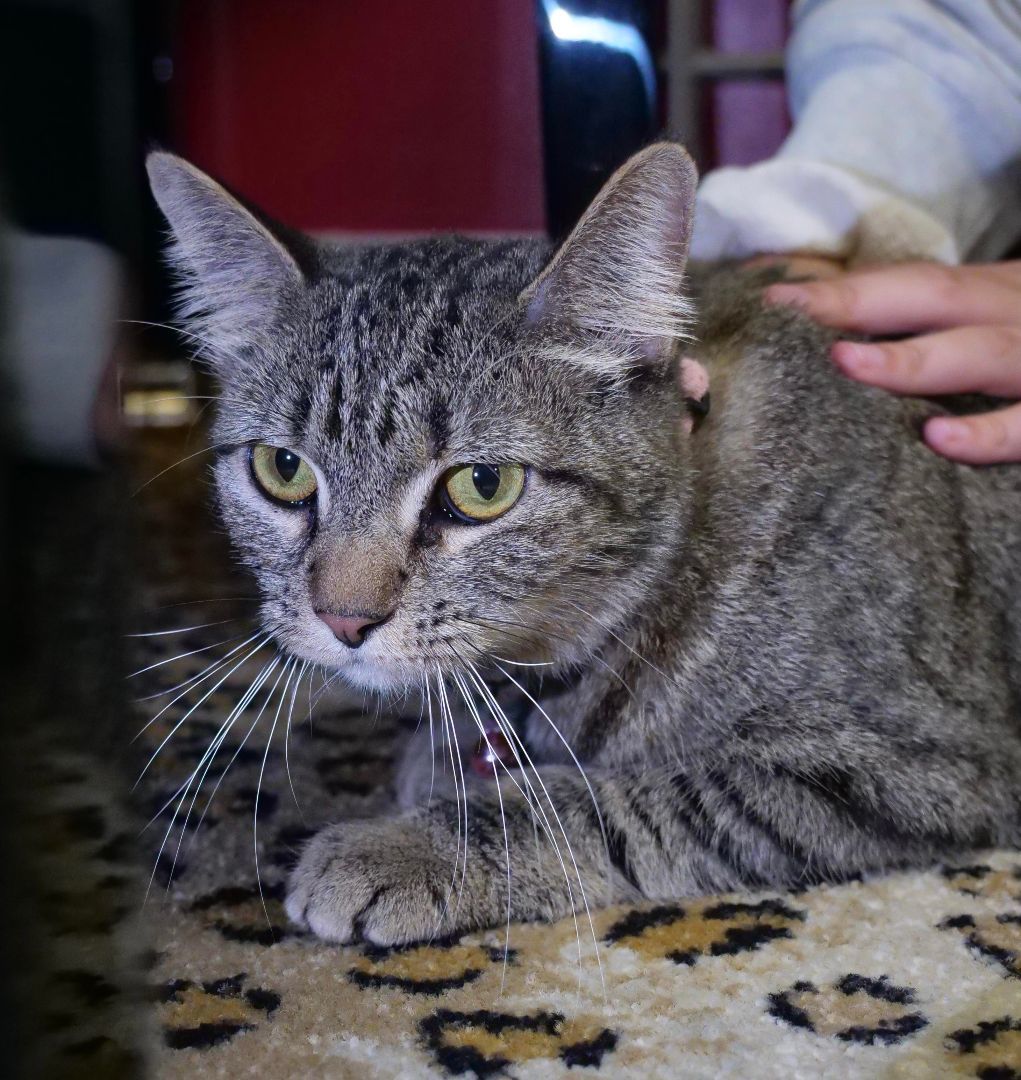 Adopt Lacey: The Charming Tabby Who’s Eager to Find Her Perfect Family!, a Adoptable Tabby in Tustin, CA image 1/3