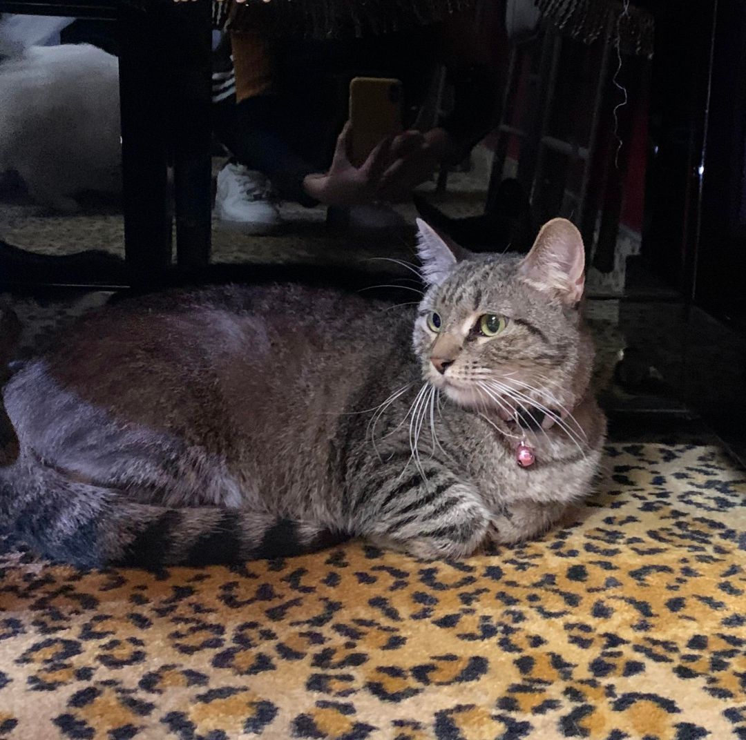 Adopt Lacey: The Charming Tabby Who’s Eager to Find Her Perfect Family!