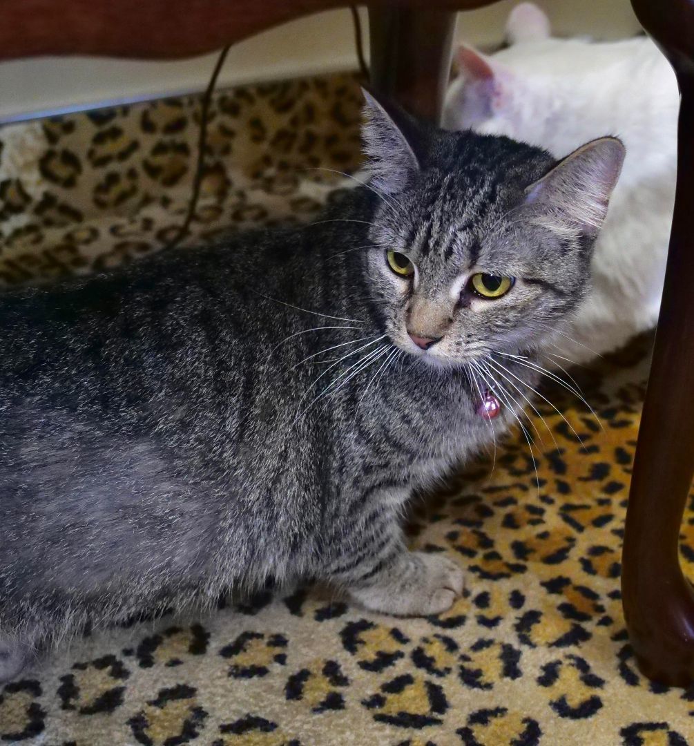 Adopt Lacey: The Charming Tabby Who’s Eager to Find Her Perfect Family!