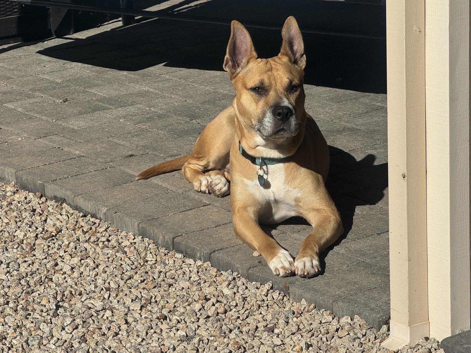 Enlarge DAKOTA, a Adoptable mixed breed in Chandler, AZ image 1/3
