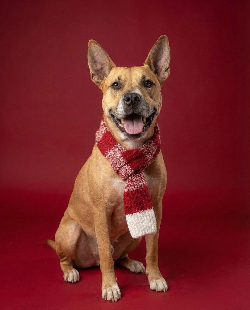 Enlarge DAKOTA, a Adoptable mixed breed in Chandler, AZ image 3/3